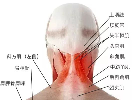 肩颈痛 颈椎病 肩周炎